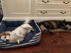 -宠爱国际动物医院· 猫科· 外科·中兽医(长白店)