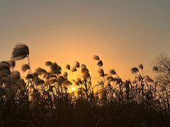 -上海市保健医疗中心