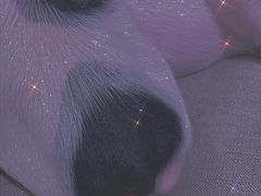 -RU DUCK柯尔鸭公社·撸鸭俱乐部·羊驼·小香猪
