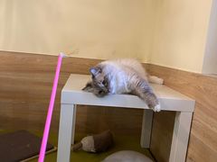 -滚猫咖啡·猫咖·猫友好撸猫(未来城店)
