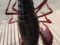 -同銮特种养殖场·龙虾垂钓