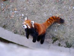 -青藏高原野生动物园