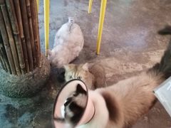 -喵屿·大理花园猫咖