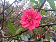 -南国桃园旅游度假区