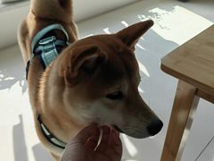 -宠颐生汉谟拉比宠物医院