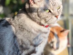 -平行世界·猫咖(首经贸店)