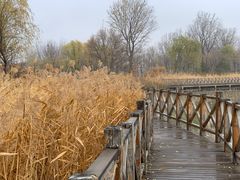 -野鸭湖国家湿地公园