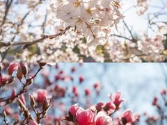 -桃花堤公园