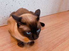 -有猫主题·治愈系猫咖(曾厝垵店)