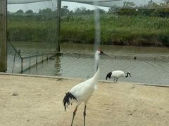 -盐城丹顶鹤湿地生态旅游区