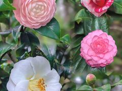 -中国科学院华南植物园