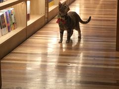 -猫的天空之城概念书店(杭州南宋御街店)