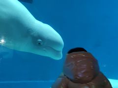 -芜湖新华联大白鲸海洋公园