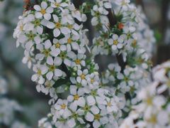 -顾村公园
