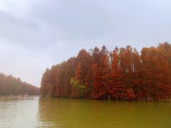 -上海海湾国家森林公园