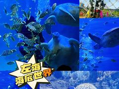 -左海海底世界