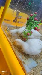 点击看大图 -神奇动物撸宠馆·羊驼·小浣熊·异宠(豫园店)