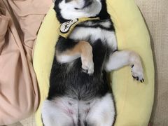 -逗柴咖啡屋·狗咖猫咖宠物桌游
