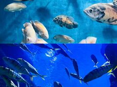 -西安曲江海洋极地公园