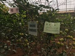 -北戴河集发农业梦想王国