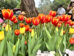-深圳仙湖植物园