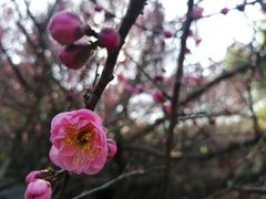 -杭州植物园