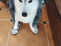 -柯斗斗主题餐厅·狗咖·围炉煮茶·茶饮(国瑞升平里店)