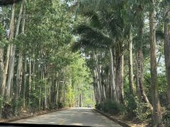 -海南热带雨林国家公园吊罗山景区