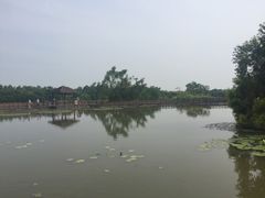 -大湾区中央湿地公园