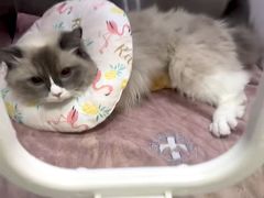 -动物缘宠物医院·骨科·猫科(西二环店)