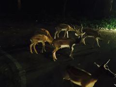 -清迈夜间动物园