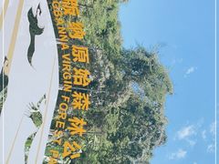 -西双版纳原始森林公园