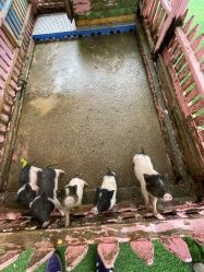 -萌宠亲子动物乐园(槐房万达店)