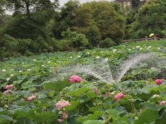 -成都南湖公园