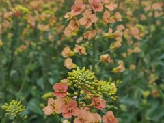 -中国天府农业博览园