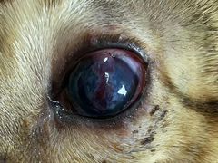 -喜多萌中农锦绣动物医院24H·猫科·牙科MRI·CT