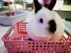 -Moni星球萌宠·小马宝莉·灵蛇·高端高阶全萌宠互动体验俱乐部(红豆国际广场店)