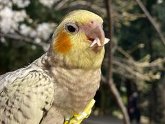 -武汉大学-樱园