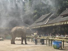 -野象谷景区