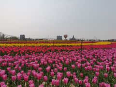 -荷兰花海