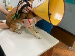 -瑞派动物医院·绝育·犬猫全科·预防医学(光景江南中店)