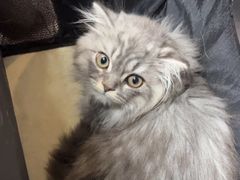 -艾贝尔宠物医院 ·内科全科(梁溪路店)