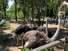 -大连森林动物园