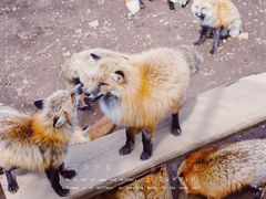 -宫城藏王狐狸村