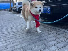 -美联众合动物医院·24h转诊中心