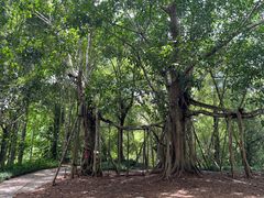 景点-中国科学院西双版纳热带植物园
