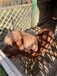 -萌宠亲子动物乐园(槐房万达店)