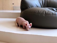 -飞行喵MR PILOT|猫舍·猫咖(静安大融城店)