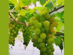 -马陆小张葡萄园农家乐