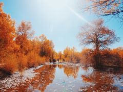 -金塔沙漠胡杨林景区